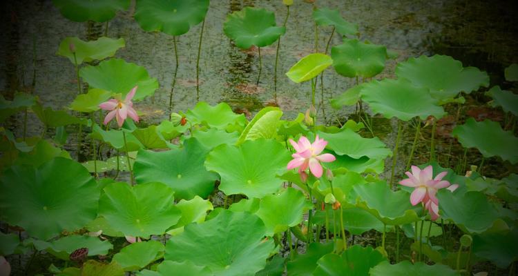 聆听夏雨的诗意（怀着感恩的心，我们与夏雨相遇）