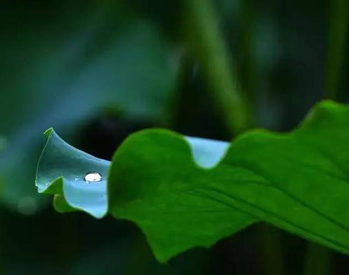 夏雨的美好