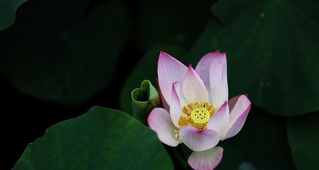 小荷承风，雅致清香——一场荷花盛宴（走进荷花园，享受美丽与宁静）