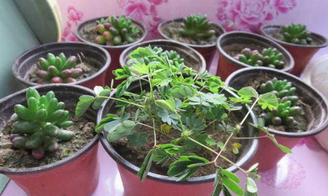 植物与人的共生关系（植物与人的共生关系）