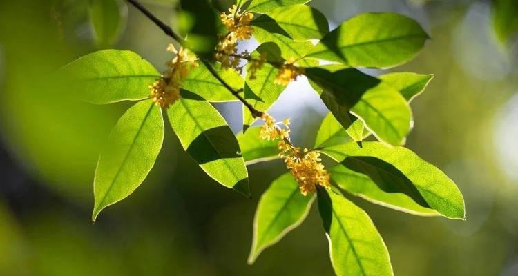 花香与人情（花香与人情）